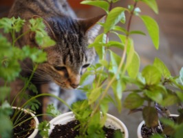 Ms Eight and the herb garden